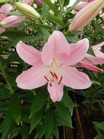 [4301 Free World VH No02.JPG]